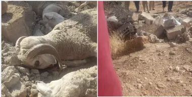 سور ثانوية ينهار على خمسيني وقطيعه بتيموليلت ويخلف مأساة صادمة